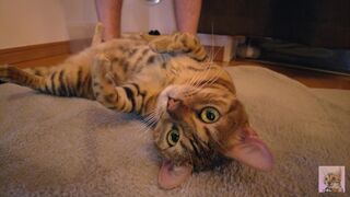 Playing with a devilishly cute furry pussy ... . She's power full. - 1 image