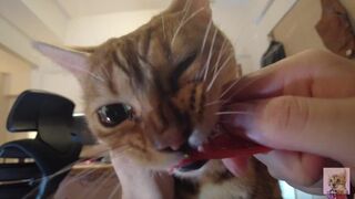 Furry pussy flailing violently on you .... Video for everyone to see - 1 image