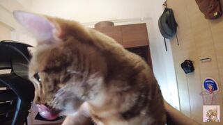 Furry pussy flailing violently on you .... Video for everyone to see - 10 image