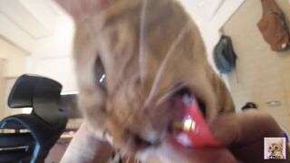 Furry pussy flailing violently on you .... Video for everyone to see