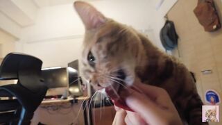 Furry pussy flailing violently on you .... Video for everyone to see - 7 image