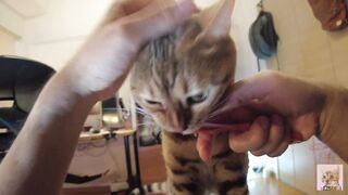 Furry pussy flailing violently on you .... Video for everyone to see - 9 image