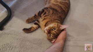 Furry pussy have pleasant fur on their bellies . Please comment if you want to pet her. - 1 image