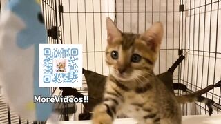 Furry pussy have pleasant fur on their bellies . Please comment if you want to pet her. - 10 image