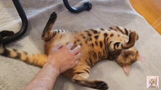 Furry pussy have pleasant fur on their bellies . Please comment if you want to pet her.