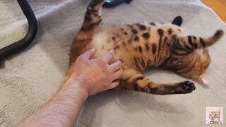 Furry pussy have pleasant fur on their bellies . Please comment if you want to pet her. - 3 image