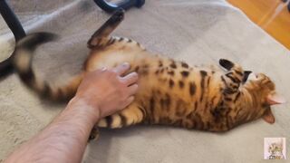 Furry pussy have pleasant fur on their bellies . Please comment if you want to pet her. - 4 image