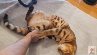 Furry pussy have pleasant fur on their bellies . Please comment if you want to pet her. - 5 image