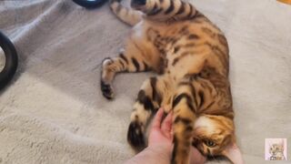 Furry pussy have pleasant fur on their bellies . Please comment if you want to pet her. - 6 image