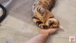 Furry pussy have pleasant fur on their bellies . Please comment if you want to pet her. - 7 image