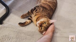 Furry pussy have pleasant fur on their bellies . Please comment if you want to pet her. - 8 image