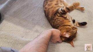 Furry pussy have pleasant fur on their bellies . Please comment if you want to pet her. - 9 image