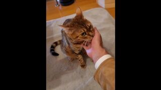 Furry pussy welcomes you back .... A cute little kitty that just wants to play. - 1 image