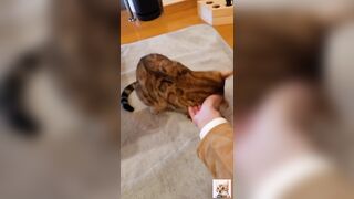 Furry pussy welcomes you back .... A cute little kitty that just wants to play. - 5 image