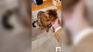Furry pussy welcomes you back .... A cute little kitty that just wants to play. - 7 image