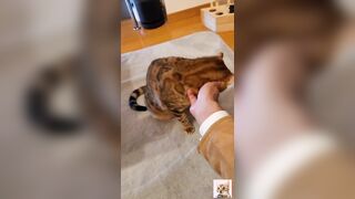 Furry pussy welcomes you back .... A cute little kitty that just wants to play. - 9 image