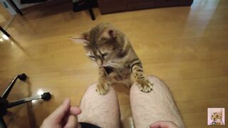 The furry kitty that jumps on your lap loves kanikama ..... Please comment if you think it's cute! - 8 image