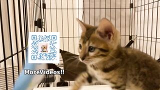 Playing with cute furry pussycat ... wholesome video that anyone can watch, not porn. - 10 image