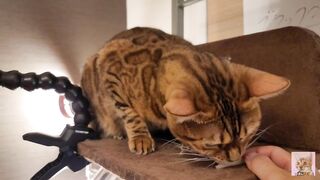 Playing with cute furry pussycat ... wholesome video that anyone can watch, not porn. - 2 image