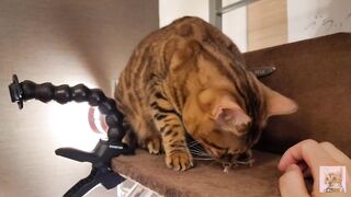 Playing with cute furry pussycat ... wholesome video that anyone can watch, not porn. - 3 image