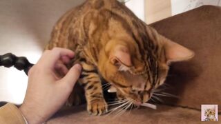 Playing with cute furry pussycat ... wholesome video that anyone can watch, not porn. - 4 image
