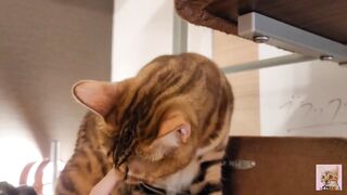 Playing with cute furry pussycat ... wholesome video that anyone can watch, not porn. - 5 image