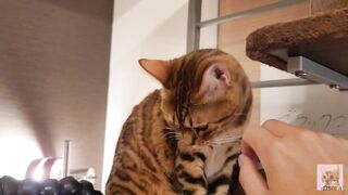 Playing with cute furry pussycat ... wholesome video that anyone can watch, not porn. - 7 image