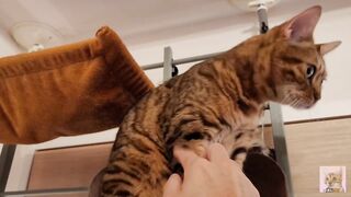 Playing with cute furry pussycat ... wholesome video that anyone can watch, not porn. - 9 image