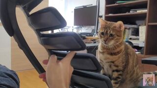 Furry Kitten likes to play with your fingers . She gets excited and jumps up and down .... - 1 image