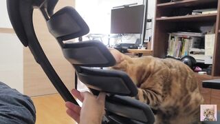 Furry Kitten likes to play with your fingers . She gets excited and jumps up and down .... - 10 image