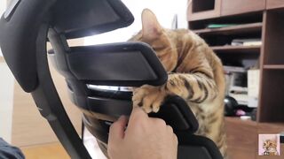 Furry Kitten likes to play with your fingers . She gets excited and jumps up and down .... - 3 image