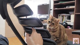 Furry Kitten likes to play with your fingers . She gets excited and jumps up and down .... - 4 image