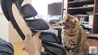 Furry Kitten likes to play with your fingers . She gets excited and jumps up and down .... - 6 image