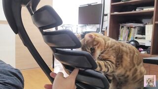 Furry Kitten likes to play with your fingers . She gets excited and jumps up and down .... - 7 image