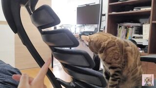 Furry Kitten likes to play with your fingers . She gets excited and jumps up and down ....