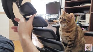 Furry Kitten likes to play with your fingers . She gets excited and jumps up and down .... - 9 image