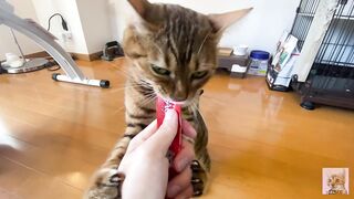 Rewarding the furry pussy .... Good job at staying at home .... - 3 image