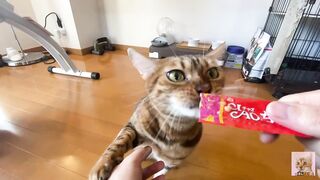 Rewarding the furry pussy .... Good job at staying at home .... - 4 image