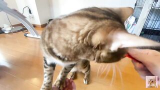 Rewarding the furry pussy .... Good job at staying at home .... - 5 image