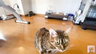 Rewarding the furry pussy .... Good job at staying at home ....