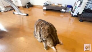 Rewarding the furry pussy .... Good job at staying at home .... - 8 image