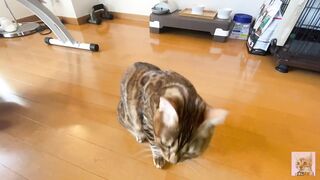 Rewarding the furry pussy .... Good job at staying at home .... - 9 image