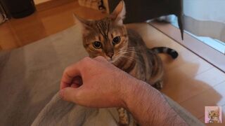 Pussy gets excited and attacks you .... It hurts, but it's fun ... . - 1 image