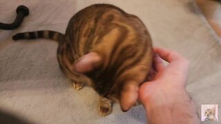 Pussy gets excited and attacks you .... It hurts, but it's fun ... . - 2 image