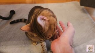 Pussy gets excited and attacks you .... It hurts, but it's fun ... . - 3 image