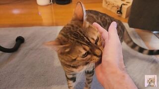 Pussy gets excited and attacks you .... It hurts, but it's fun ... . - 4 image