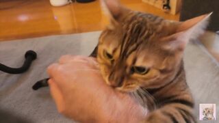 Pussy gets excited and attacks you .... It hurts, but it's fun ... . - 5 image