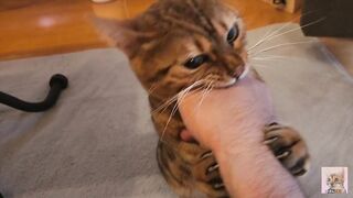 Pussy gets excited and attacks you .... It hurts, but it's fun ... . - 6 image