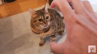 Pussy gets excited and attacks you .... It hurts, but it's fun ... . - 7 image