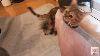 Pussy gets excited and attacks you .... It hurts, but it's fun ... .